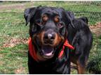Adopt Hansel a Black - with Brown, Red, Golden, Orange or Chestnut Rottweiler /