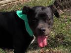 Adopt Ritz a Black Boxer / Terrier (Unknown Type, Medium) / Mixed dog in Rogers