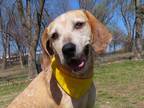 Adopt Billie Jean a Tan/Yellow/Fawn - with White Treeing Walker Coonhound /