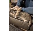 Adopt Shadow a Gray, Blue or Silver Tabby Domestic Shorthair (short coat) cat in