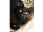 Adopt Buddy KW C2023 in RI a White (Mostly) Domestic Shorthair / Mixed (short