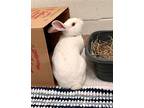 Adopt MAGNOLIA a White American / American / Mixed (short coat) rabbit in