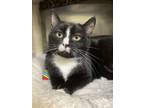 Adopt Meredith a All Black Domestic Shorthair / Domestic Shorthair / Mixed cat