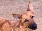 Adopt Bear a Tan/Yellow/Fawn Mixed Breed (Large) / Mixed dog in Georgetown