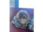 Adopt Tedde a Brown/Chocolate Poodle (Miniature) / Mixed Breed (Medium) / Mixed