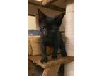 Adopt Rambo a All Black Domestic Shorthair (short coat) cat in Sugar Land