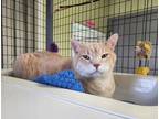 Adopt Lucky a Tan or Fawn Domestic Shorthair / Domestic Shorthair / Mixed cat in