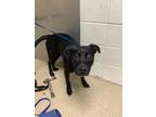 Adopt BAYOU a Black Mixed Breed (Medium) / Mixed dog in Fort Worth