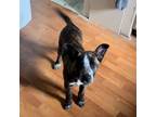 Adopt Sassy a Brindle Australian Cattle Dog / Akita / Mixed dog in Chewelah