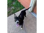 Adopt Stewie a Black Terrier (Unknown Type, Small) / Mixed dog in San Marcos