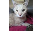 Adopt Walter a Domestic Shorthair cat in Roanoke, VA (41196322)