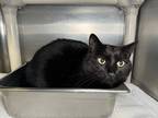 Adopt Baron a Domestic Shorthair cat in Roanoke, VA (41195313)