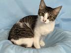 Adopt Asera a Brown or Chocolate Domestic Shorthair / Domestic Shorthair / Mixed