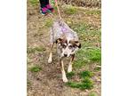 Adopt Coco a Brown/Chocolate Australian Cattle Dog / Mixed dog in Williamsburg