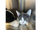 Adopt Precious a White Domestic Shorthair / Mixed Breed (Medium) / Mixed (short