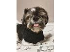 Adopt Scout D2024 DH in New England a Shih Tzu / Mixed dog in Saunderstown
