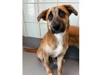 Adopt Rhonda a Brown/Chocolate Shepherd (Unknown Type) / Mixed Breed (Medium) /