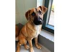 Adopt Ron a Brown/Chocolate Shepherd (Unknown Type) / Mixed dog in San Antonio