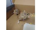 Adopt Peanut Brittle a Brown or Chocolate Gerbil / Mixed small animal in