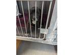 Adopt 55693288 a Black Australian Cattle Dog / Mixed dog in Los Lunas