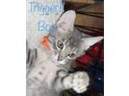 Adopt Trigger a Gray, Blue or Silver Tabby Domestic Shorthair (short coat) cat