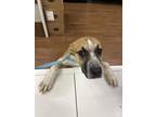 Adopt Lewis a Tan/Yellow/Fawn Hound (Unknown Type) / Mixed dog in Baton Rouge