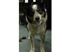 Adopt Kelso a Black Australian Cattle Dog / Mixed dog in Picayune, MS (41192020)