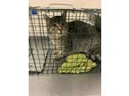 Adopt 55692851 a Gray, Blue or Silver Tabby Domestic Shorthair / Mixed Breed