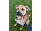 Adopt Rubble a Brown/Chocolate Mixed Breed (Medium) / Mixed dog in Mentor