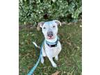 Adopt Olaf a White Mixed Breed (Large) / Mixed dog in Oklahoma City