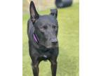 Adopt ARES a Black Labrador Retriever / Mixed dog in Port St Lucie
