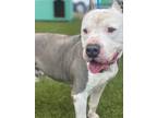 Adopt AIKO a Gray/Blue/Silver/Salt & Pepper Mixed Breed (Large) / Mixed dog in