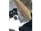 Adopt Sole a White - with Black Fox Terrier (Smooth) / Catahoula Leopard Dog /
