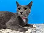 Adopt Pearl a Gray or Blue (Mostly) Domestic Shorthair (short coat) cat in