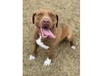 Adopt Red a Red/Golden/Orange/Chestnut American Pit Bull Terrier / Labrador