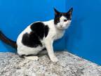 Adopt Oscar a Black & White or Tuxedo Domestic Shorthair (short coat) cat in