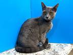 Adopt Opal a Gray or Blue Domestic Shorthair (short coat) cat in Powell