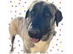 Adopt "DAWSON" in GAINESVILLE TEXAS a Brindle Anatolian Shepherd / Mixed dog in