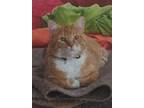 Adopt Smudge a Orange or Red Domestic Mediumhair / Domestic Shorthair / Mixed