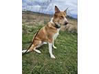 Adopt Emily a Red/Golden/Orange/Chestnut Husky / Mixed dog in Penn Yan