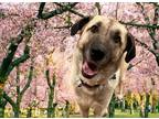 Adopt DENALI in GAINESVILLE TEXAS a Brindle Anatolian Shepherd / Mixed dog in