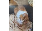 Adopt Little Dude a Orange or Red Domestic Mediumhair / Domestic Shorthair /