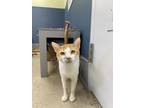 Adopt Leland - Available In Foster a White Domestic Shorthair / Domestic
