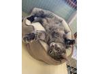 Adopt Camilla a Domestic Shorthair cat in Cortland, NY (41196561)