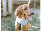 Adopt Fifi a Brindle Hound (Unknown Type) / Retriever (Unknown Type) / Mixed dog