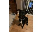 Adopt Ozzy a Black - with White American Pit Bull Terrier / Mixed dog in