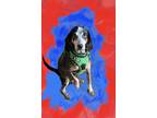 Adopt Pepper a Tricolor (Tan/Brown & Black & White) Beagle / Mixed dog in