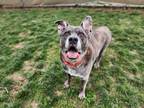 Adopt Zeus a Brindle Mastiff / Mixed dog in Hudson, NY (41054600)