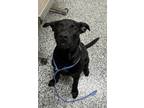 Adopt Colt a Black Labrador Retriever / Mixed dog in Vincennes, IN (40718146)