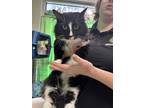 Adopt Pita a All Black Domestic Longhair / Domestic Shorthair / Mixed cat in